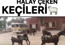 Vartonun halay çeken keçileri