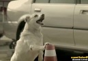 Vefakar Köpek