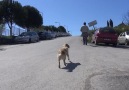 Vefalı köpek yoğun bakımda yatan... - BARTIN TELEVİZYONU