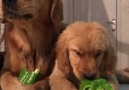 Vegetarian doggos