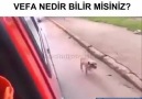 Ve hayvanlar insanlardan daha vefalıdır...