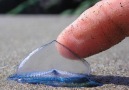 Velella Velella