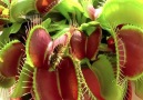 Venus flytrap