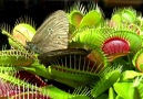 Venus flytrap - - VenusfliegenfalleCopyright .... Kreide Zwerg