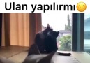 Verin Kedi Abime Bir Sigara