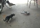 VERSUS: Cat Vs. Snake