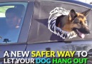 Very cool way to keep your pet safer in the car! odditymall.cobbuta