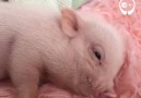 Very energetic little piggy by Live Sweet Photography