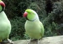 Very talking parrot