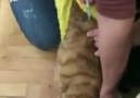 veteriner eşliğinde aşı yapılan kedi D