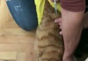 Veteriner Hekim Eşliğinde Yapılan Kedi Aşısı