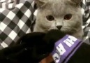 Veteriner TV - Çorap kokusundan bayılan kedi