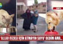 Vicdansızlığa tepki yağdı!Kedilere bir kap suyu çok gördüler!