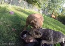 Vicious pit bulls doing what pit bulls do