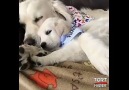 Video Annesini sevgiye boğan köpek çok sevimli