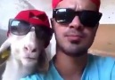 Video Çılgın keçi ve kankası sosyal medyada büyük ilgi gördü