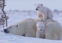 Video: Doi puiuti de urs polar alaturi de mama lor<3 Ii vei iubi