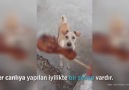 VİDEO  Her Canlıya Yapılan İyilikte Bir Sevap Vardır