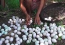 VideOizle.Site - Eier mit Bananenstaude kochen Facebook