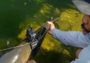Videolar - Balığa kamera takıyorlar bakın nerelere gidiyor