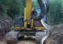 Video Medya - wow giant snake teases jcb Facebook