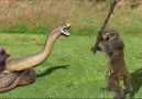 Video Mühendisi - giant snake monkey attacked her cub Facebook