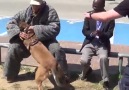 Video Mükemmel bir koruma köpeği eğitimi
