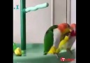 Video Oyuncağı arkadaşından alan kuşun sevinci görülmeye değer