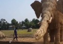 Video Saati - Giant elephant toy water slide. This is one of the coolest waterslides I&ever seen!