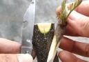 Video Sahnem - Spectacular Tree Grafting Method.. Facebook