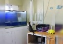 Video Sineği yakalamak isteyen kedi akvaryuma uçtu