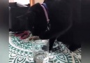 Video Yaramaz kedi ve köpeklerin tatlı atışmaları