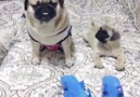Viet funny videos - Dogs are really smart Facebook