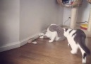 Violent Cat Fight