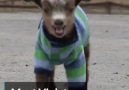 Violet the Adorable, Sweater Wearing, Hand-Reared Baby Goat