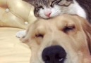 Viral Paws - Golden Retriever and Rescue Cat Love Each Other To Bits Facebook