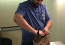 ViralSkol - Vet Vaccinates Wild Baby Caracal Facebook