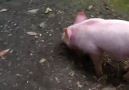 VIRAL VIDEO: Hero pig rescues goat