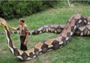 Viral Video KT - Biggest Python Found on Amazon River Facebook