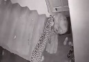 Viral Video - Leopard Try Attack and Eating Dog Facebook