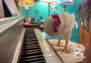 Viralvideouk - Rooster playing the piano Facebook