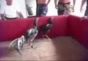 Viral viral - Jangan remeh kan yang lemah adu ayam