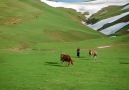 Visit Turkey - Black sea cows of Turkey are as friendly...