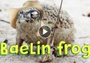 Viva La Dirt League - Baelin Frog Facebook