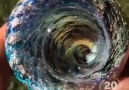 Vortex