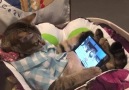 VT - Cat watching iPad Facebook