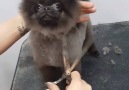 VT - Dog grooves while getting a trim Facebook