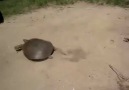 VTEC açan Kaplumbağa (VTEC Turtle) :D :D