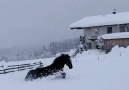 VT - Horses frolic in the snow Facebook