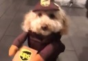VT - This dog is ready to deliver parcels Facebook
